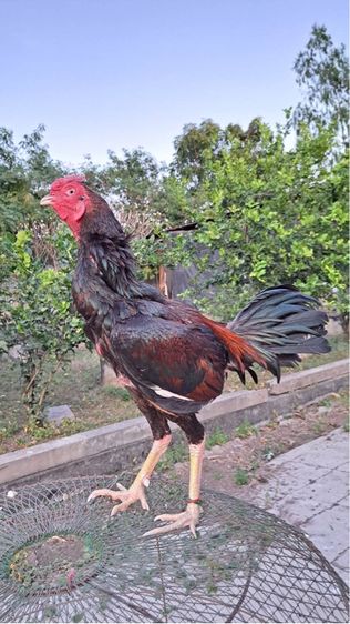 ไก่ชนพม่า รูปที่ 4