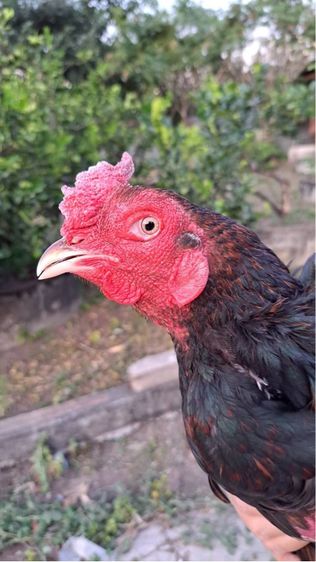 ไก่ชนพม่า รูปที่ 5