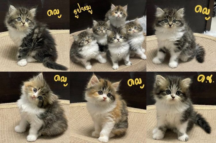 สก็อตติช โฟลด์ (Scottish Fold) แมวสก็อตติช