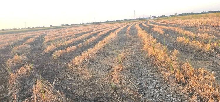 ขายที่นาตำบลเทพาลัยอำเภอคงจังหวัดนครราชสีมา

ขนาดที่ดิน 22 -​3 -​32 ไร่ รูปที่ 4