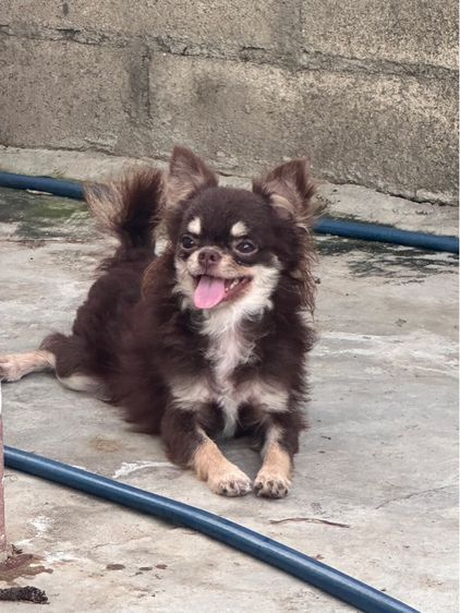 ชิวาว่า ชาย รูปที่ 4