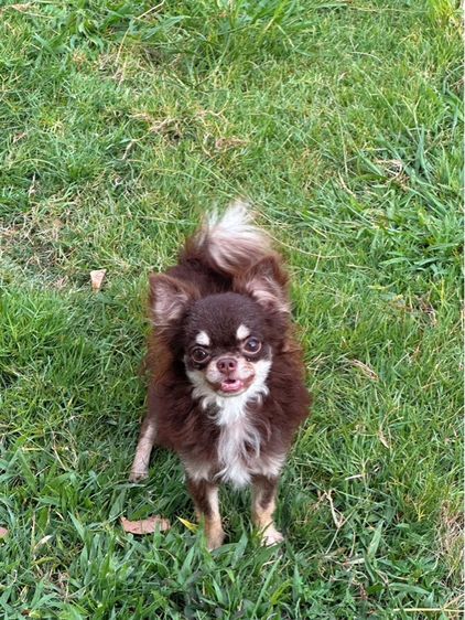 ชิวาว่า ชาย