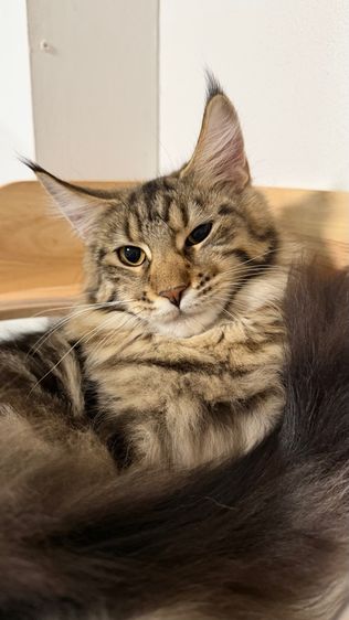 เมนคูน เพศ ญ 7เดือน รูปที่ 2