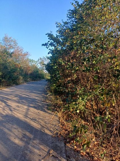 ใช่ ที่ดินราคาถูกโอนฟรี รูปที่ 2