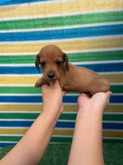 ลูกสุนัขดัชชุน รูปที่ 4