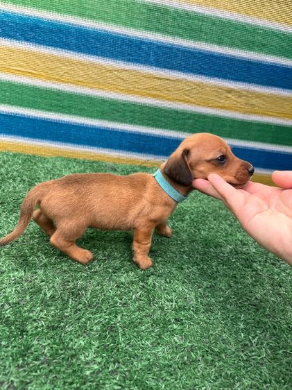 ลูกสุนัขดัชชุน