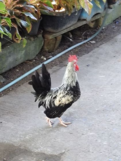 ไก่แจ้ รูปที่ 3