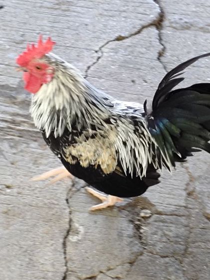 ไก่แจ้ รูปที่ 2