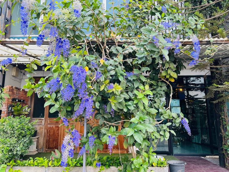 เซ้งด่วน ร้านคราฟเบียร์ ตกแต่งพร้อมดำเนินกิจการต่อได้เลย ค่าเซ้ง 600,000 บาท รูปที่ 3