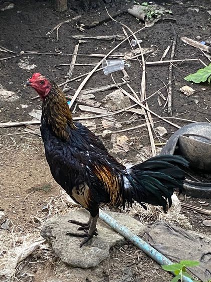 ขายเหมาไก่ชนพม่า2ตัว