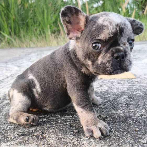 เฟรนช์ บูลด็อก (French Bulldog) เล็ก เด็กชายเฟรนช์บูลด็อก