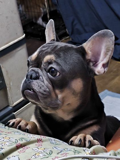 เด็กชายเฟรนช์บูลด็อก รูปที่ 5
