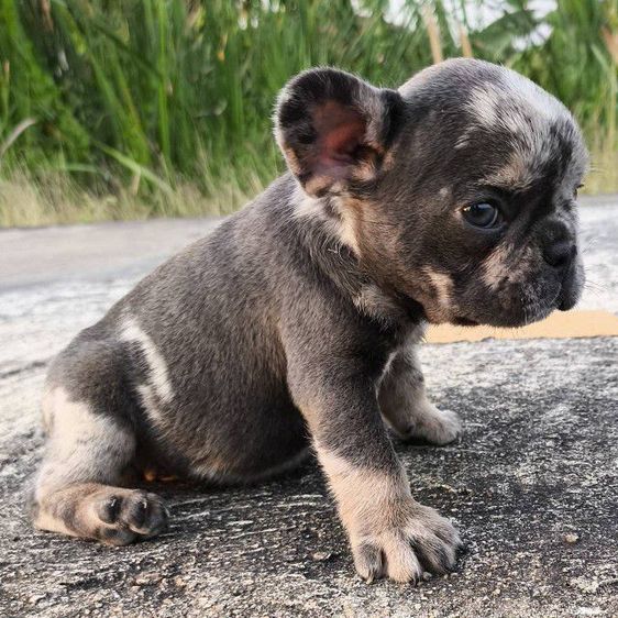 เด็กชายเฟรนช์บูลด็อก รูปที่ 2