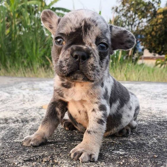 เด็กชายเฟรนช์บูลด็อก รูปที่ 3