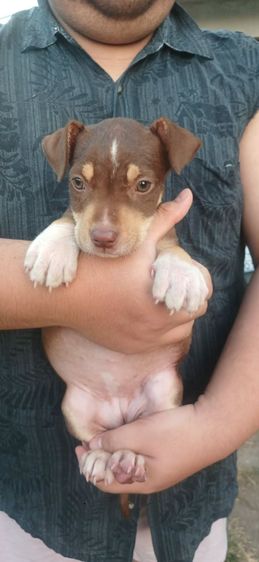 ลูกอเมริกันพิทบูล เด็กหญิง