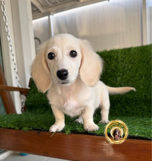 ดัชชุนขนยาว