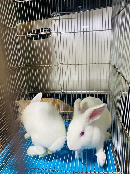 ไทยผสมนอกตาแดงทั้งคู่ (ผู้.เมีย) รูปที่ 3