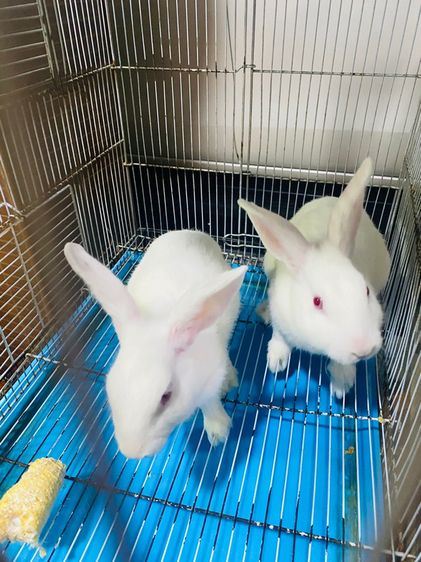 ไทยผสมนอกตาแดงทั้งคู่ (ผู้.เมีย) รูปที่ 3