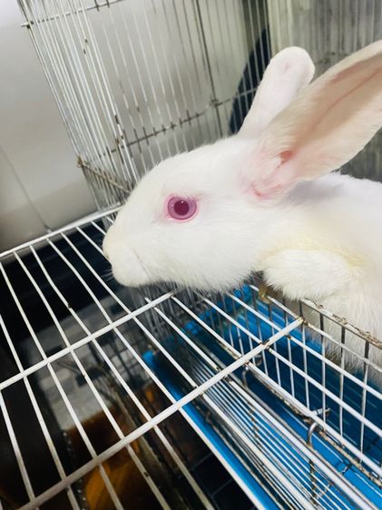 ไทยผสมนอกตาแดงทั้งคู่ (ผู้.เมีย) รูปที่ 2