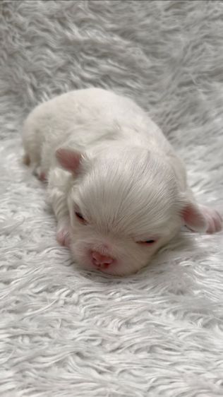 ชิวาว่า รูปที่ 3