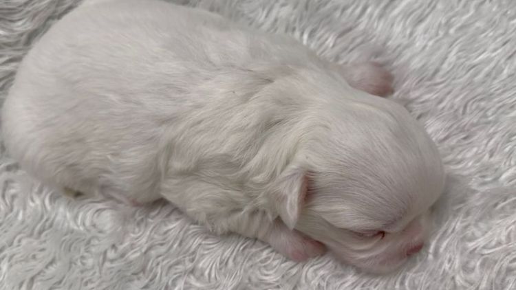 ชิวาว่า รูปที่ 2