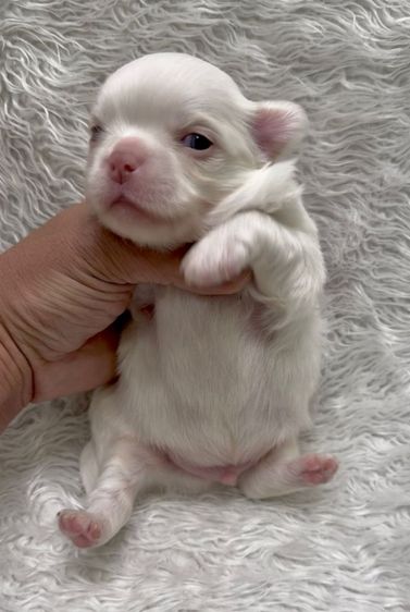 ชิวาว่า รูปที่ 7