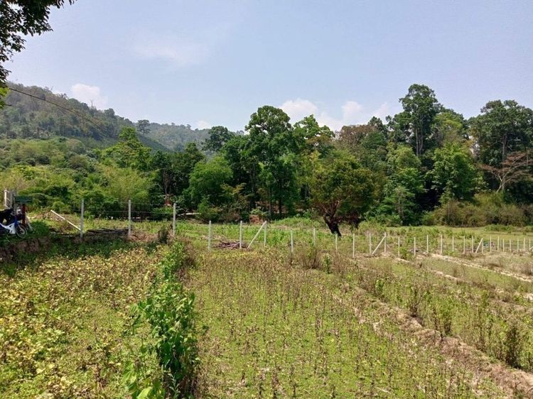 ไม่ใช่ ขายที่ดิน รูปที่ 4