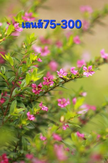 กล้อง Cannon รูปที่ 5