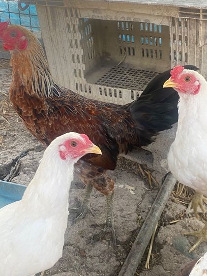 ไก่หัวเลาะ รูปที่ 2