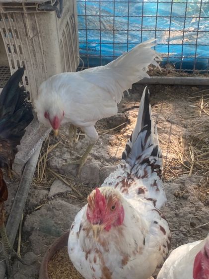 ไก่หัวเลาะ รูปที่ 6