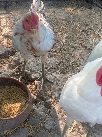 ไก่หัวเลาะ รูปที่ 16