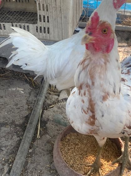 ไก่หัวเลาะ รูปที่ 13