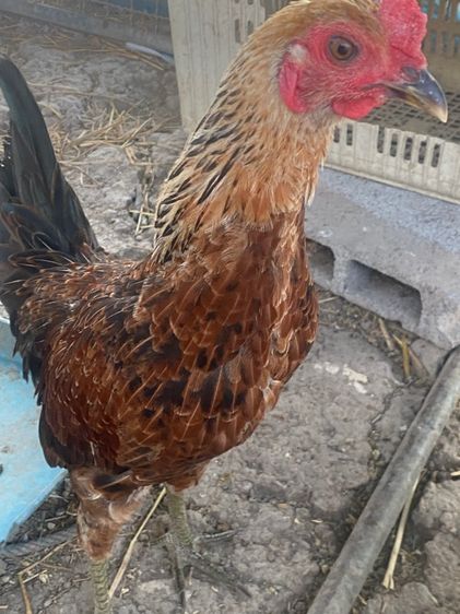 ไก่หัวเลาะ รูปที่ 9