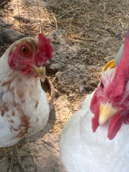 ไก่หัวเลาะ รูปที่ 15