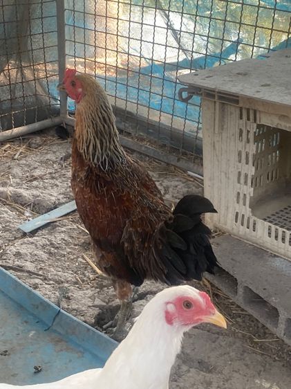 ไก่หัวเลาะ