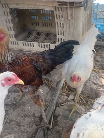 ไก่หัวเลาะ รูปที่ 5