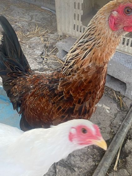 ไก่หัวเลาะ รูปที่ 10