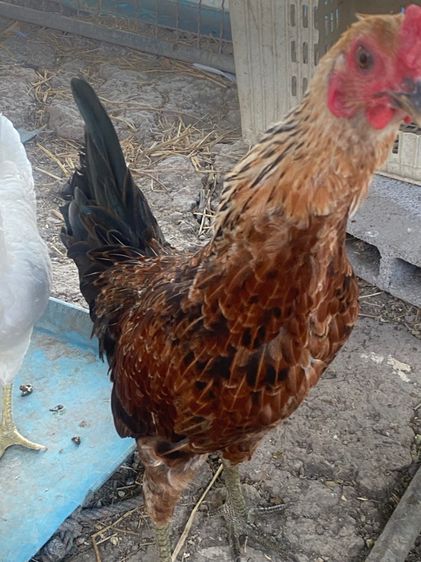 ไก่หัวเลาะ รูปที่ 12