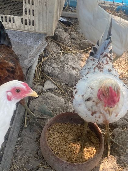 ไก่หัวเลาะ รูปที่ 7