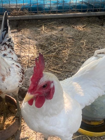 ไก่หัวเลาะ รูปที่ 3