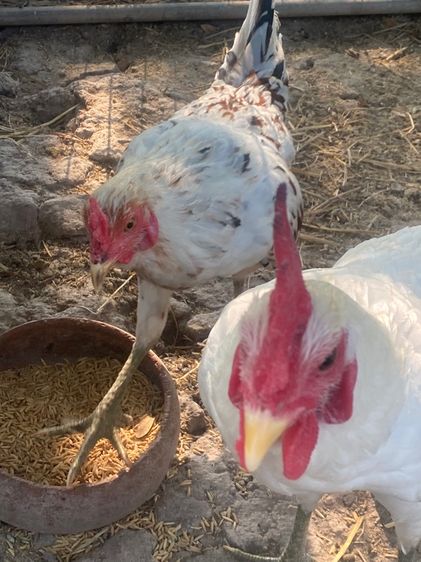 ไก่หัวเลาะ รูปที่ 14