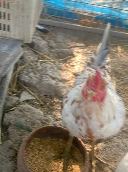 ไก่หัวเลาะ รูปที่ 11