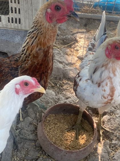 ไก่หัวเลาะ รูปที่ 8