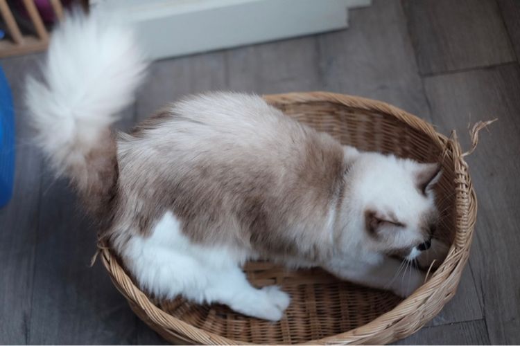 แร็กดอลล์ เพศเมีย มีใบเพ็ด รูปที่ 7