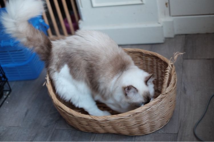 แร็กดอลล์ เพศเมีย มีใบเพ็ด รูปที่ 6