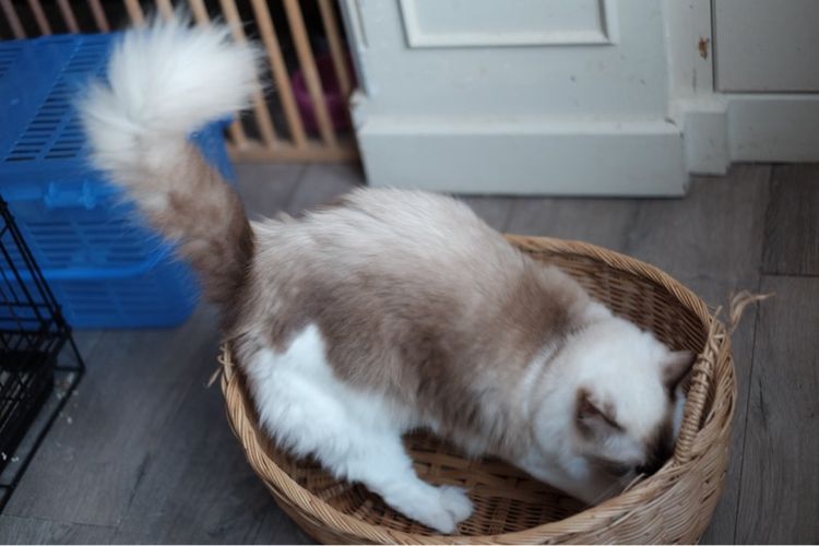 แร็กดอลล์ เพศเมีย มีใบเพ็ด รูปที่ 5