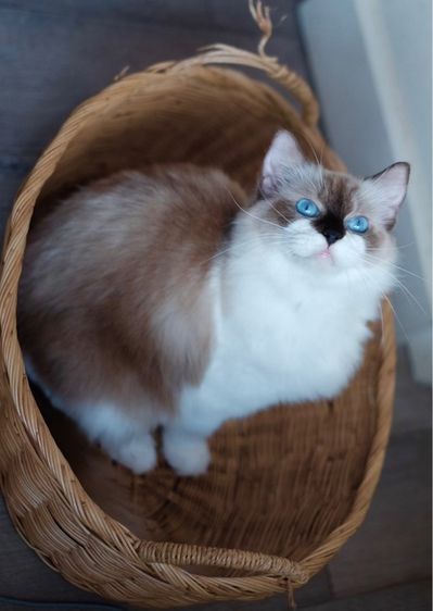 แร็กดอลล์ เพศเมีย มีใบเพ็ด รูปที่ 2