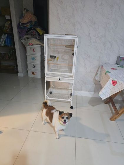 ขายกรงนกพร้อมตู้กกนก(สภาพเหมือนใหม่) รูปที่ 3