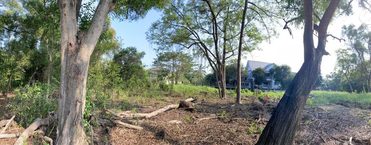 ใช่ ขายที่ดิน หมู่บ้านเลคการ์เด้นวิลล์ รังสิต คลอง3 ธัญบุรี รังสิต-นครนายก68 พื้นที่ 265 ตรว. ใกล้ฟิวเจอร์พาร์ค รังสิต

 รูปที่ 3