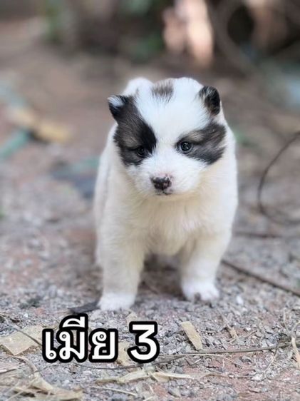 ลูกบางแก้วแท้  รูปที่ 2